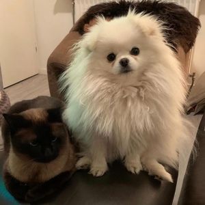 Meet your Posher, Angelica